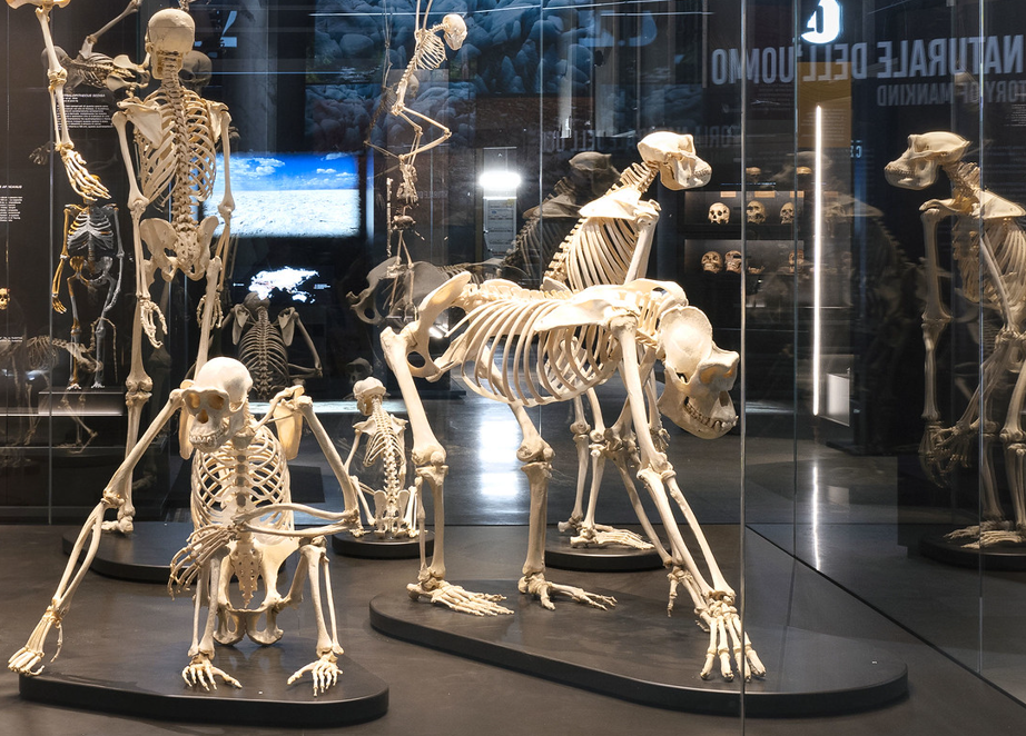 La nuova sala sull’evoluzione umana del Museo di Storia Naturale di Milano